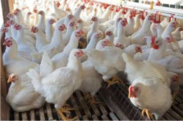 Mak Life Poultry Farming